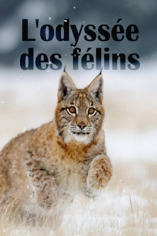 Постер фильма «The Odyssey Of Felines»