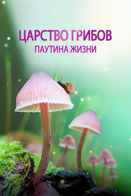 Постер фильма «Царство грибов: паутина жизни»
